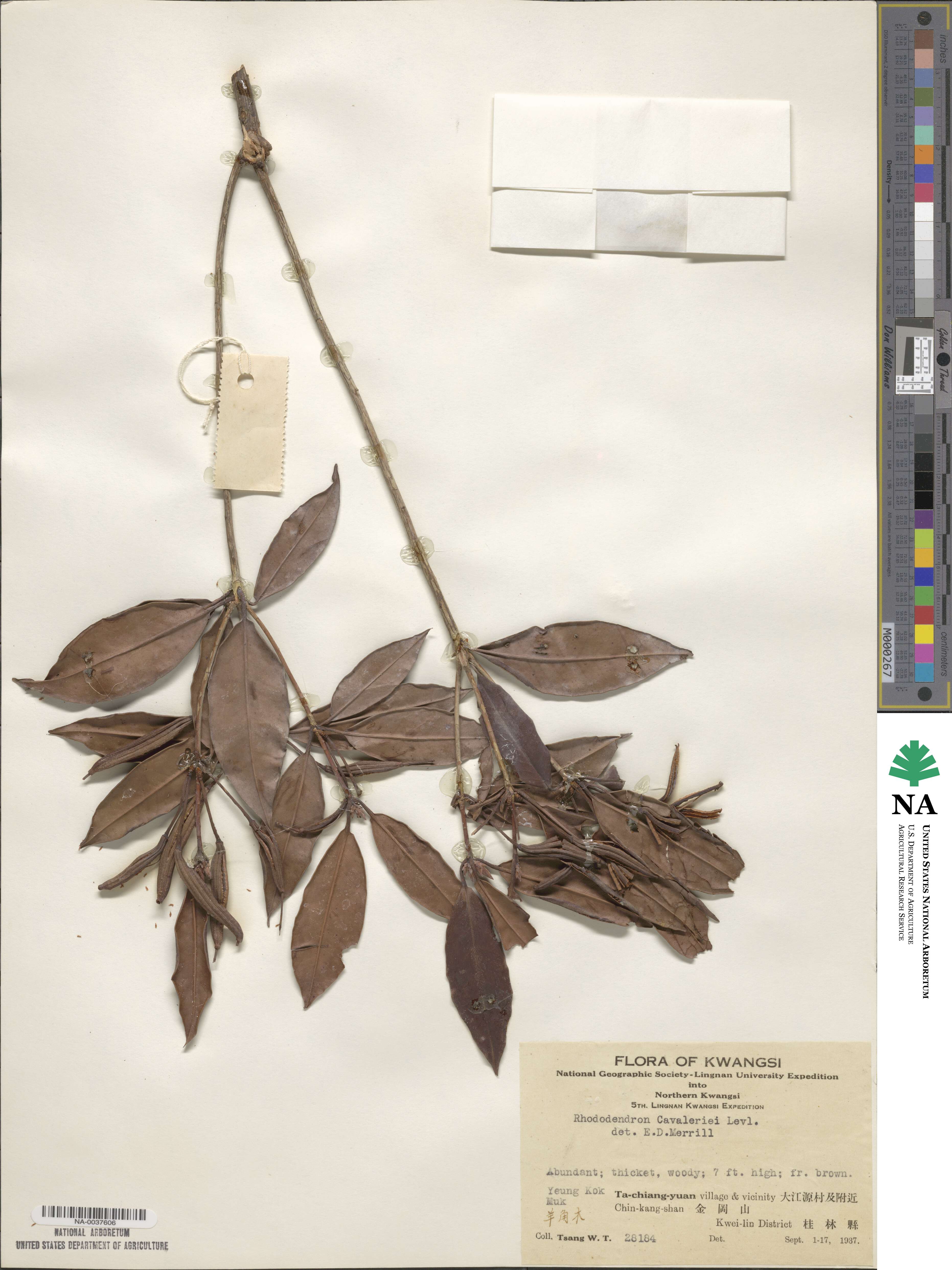 Rhododendron cavaleriei image