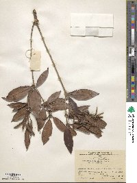 Rhododendron cavaleriei image