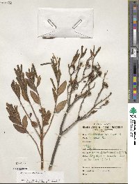 Rhododendron dauricum image