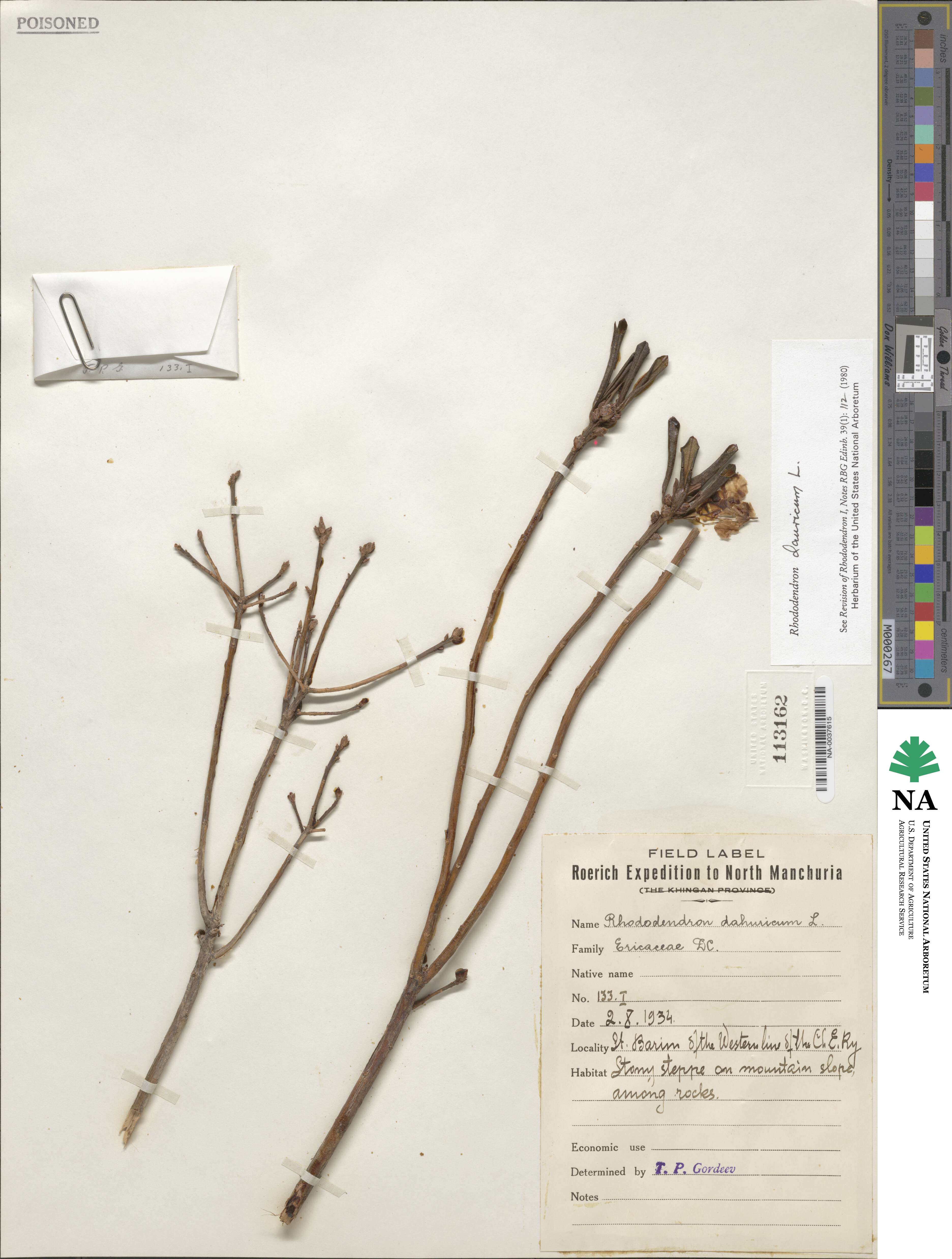 Rhododendron dauricum image