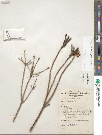 Rhododendron dauricum image