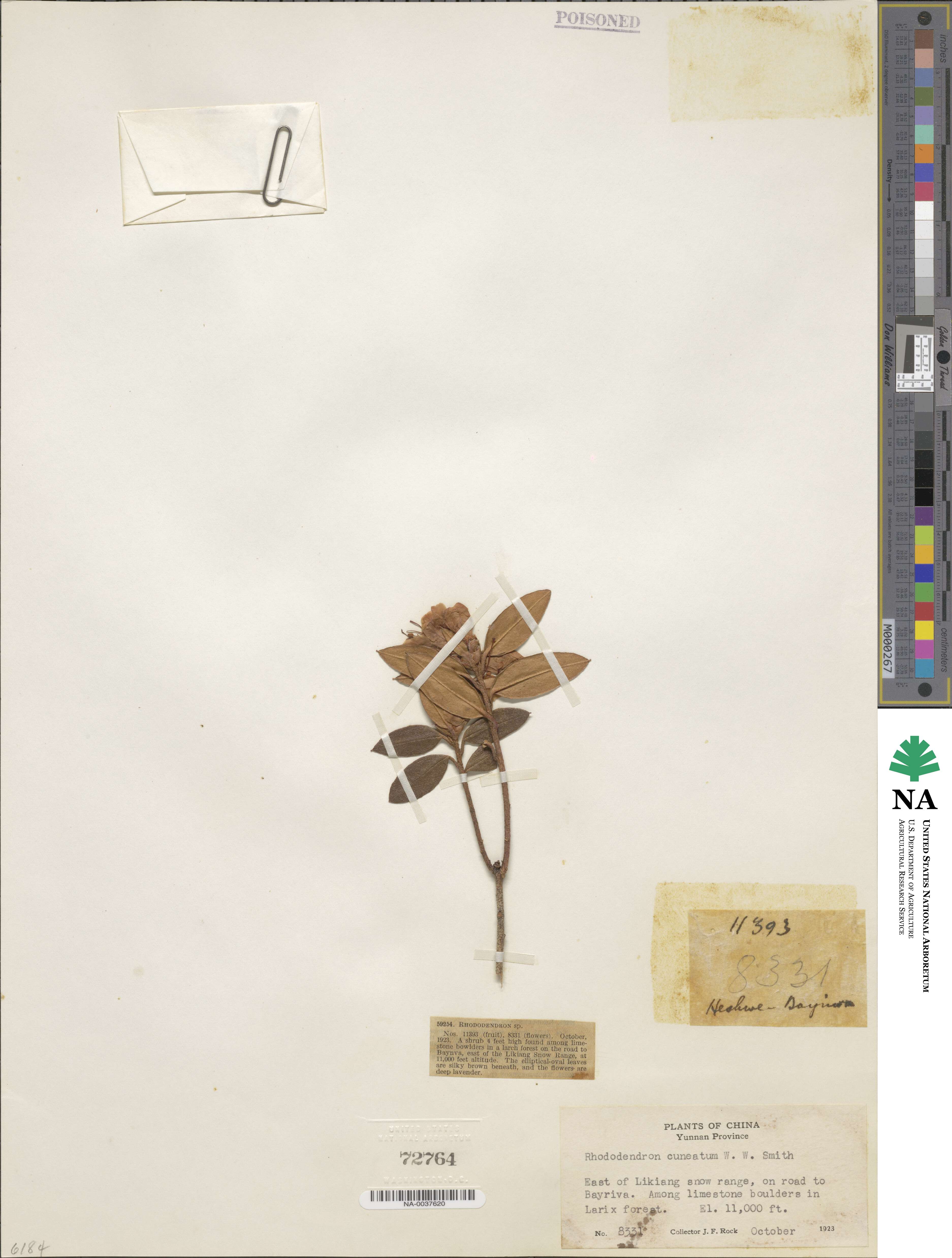 Rhododendron cuneatum image