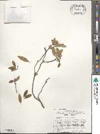 Rhododendron dauricum image