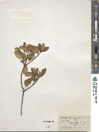 Rhododendron dauricum image