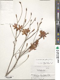 Rhododendron dilatatum image