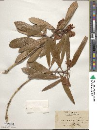 Rhododendron degronianum image