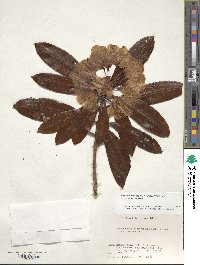 Rhododendron japonoheptamerum image