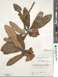 Rhododendron japonoheptamerum image