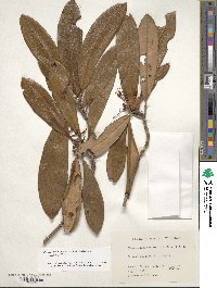 Rhododendron japonoheptamerum image