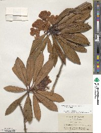 Rhododendron japonoheptamerum image