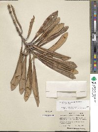 Rhododendron japonoheptamerum image