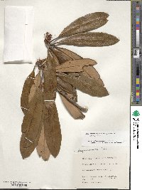 Rhododendron japonoheptamerum image