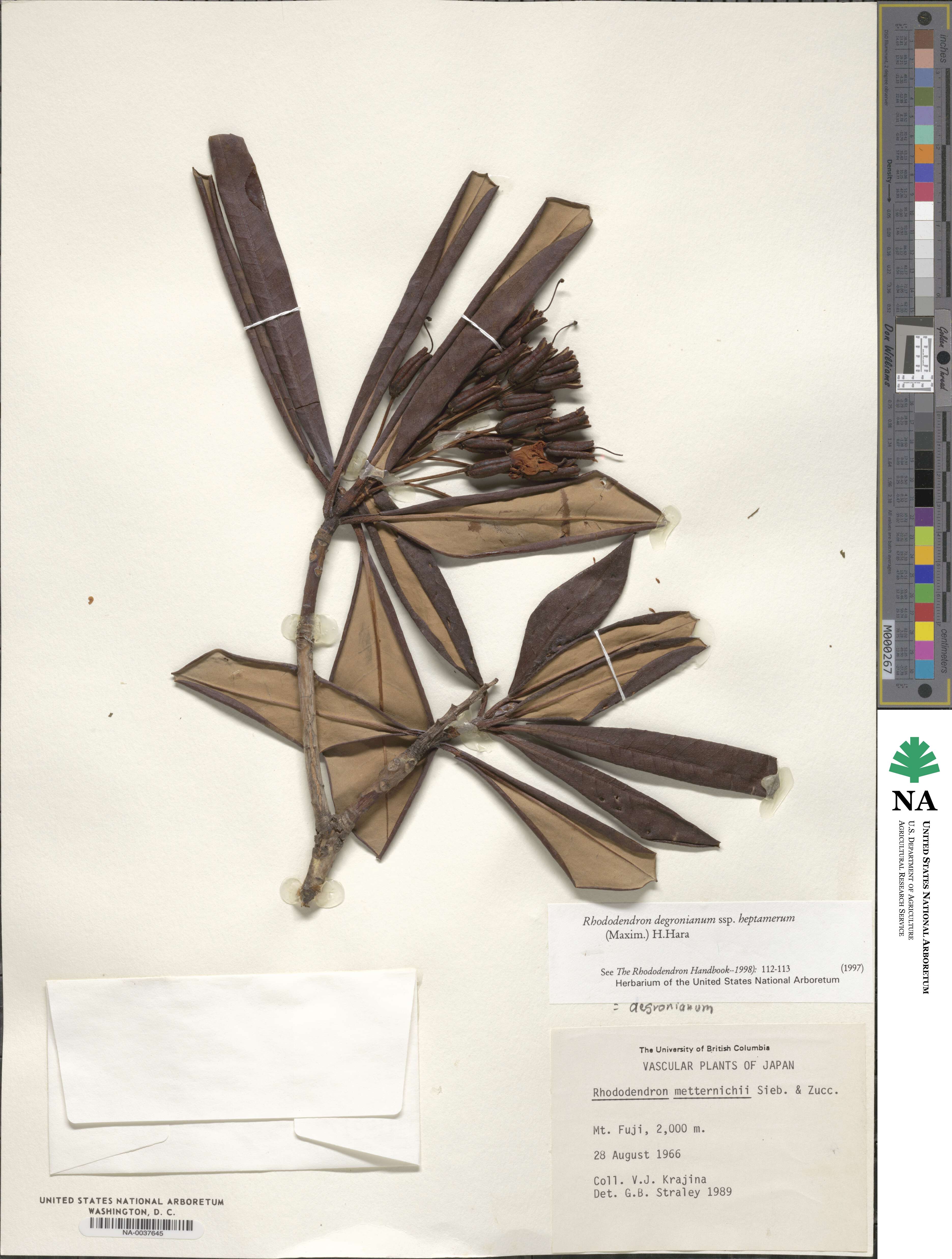 Rhododendron japonoheptamerum image