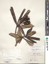 Rhododendron japonoheptamerum image