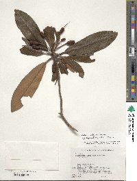 Rhododendron japonoheptamerum image