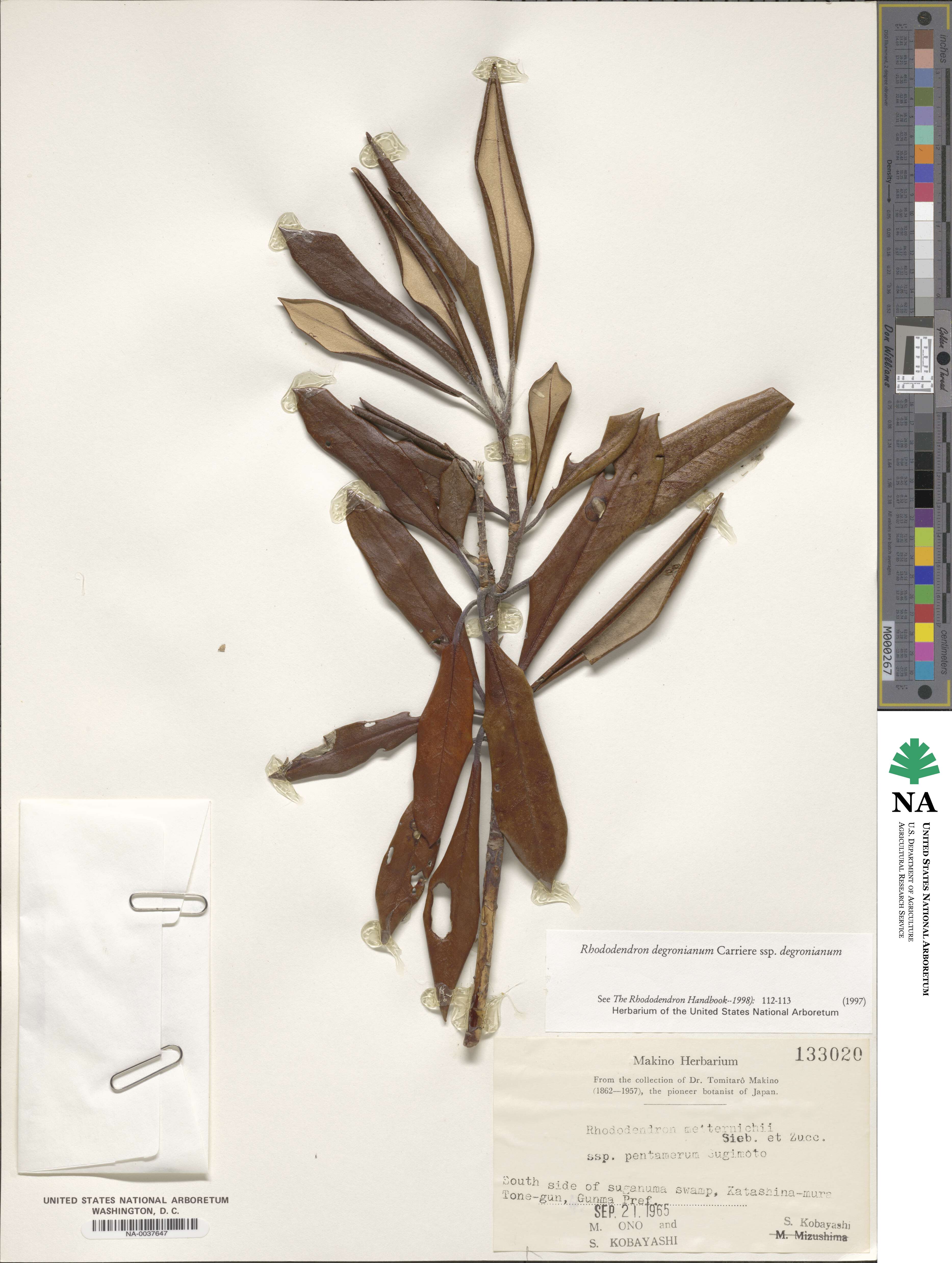 Rhododendron degronianum subsp. degronianum image