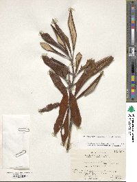 Rhododendron degronianum image