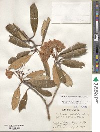 Rhododendron degronianum image