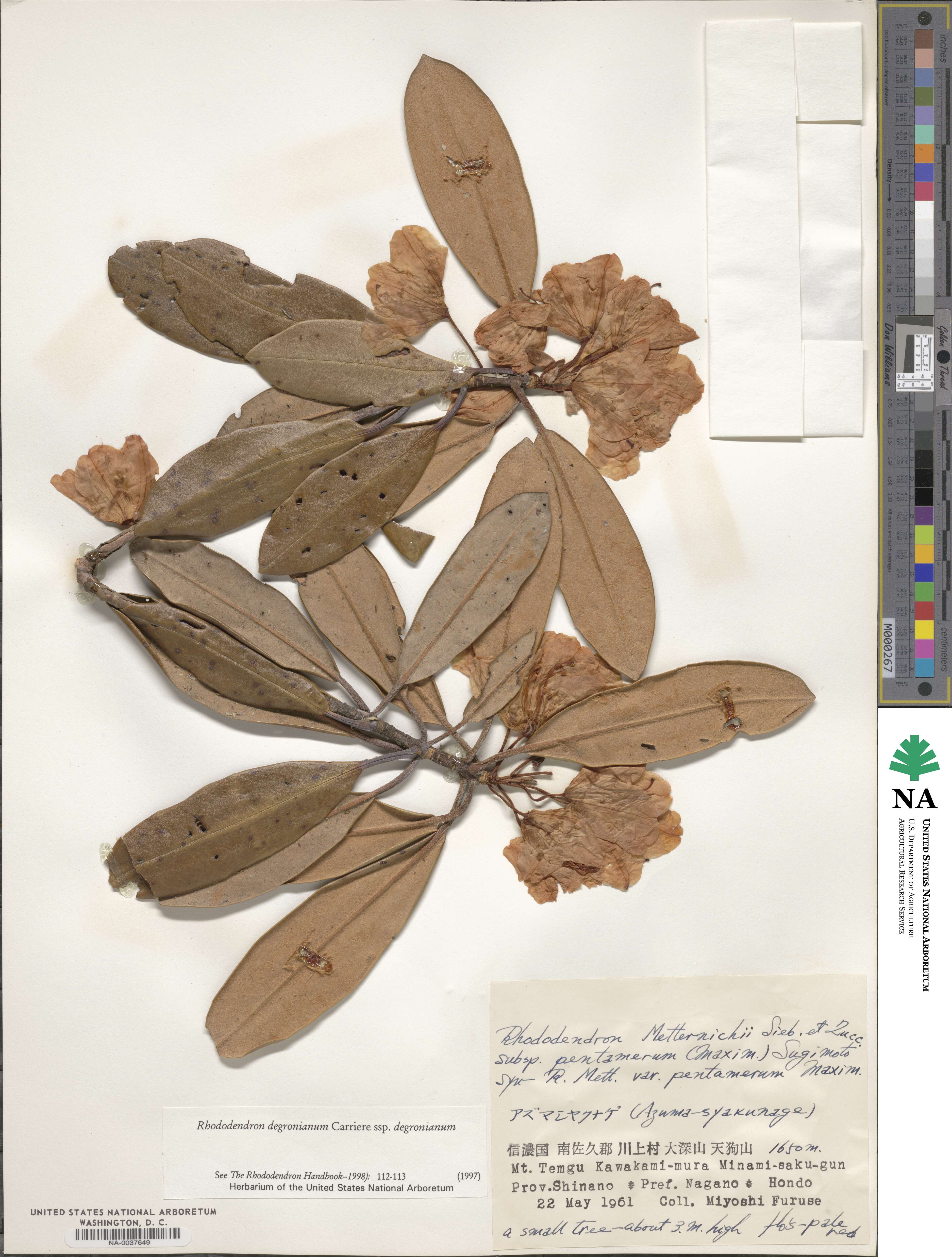 Rhododendron degronianum image