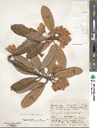 Rhododendron degronianum image