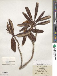 Rhododendron degronianum subsp. degronianum image