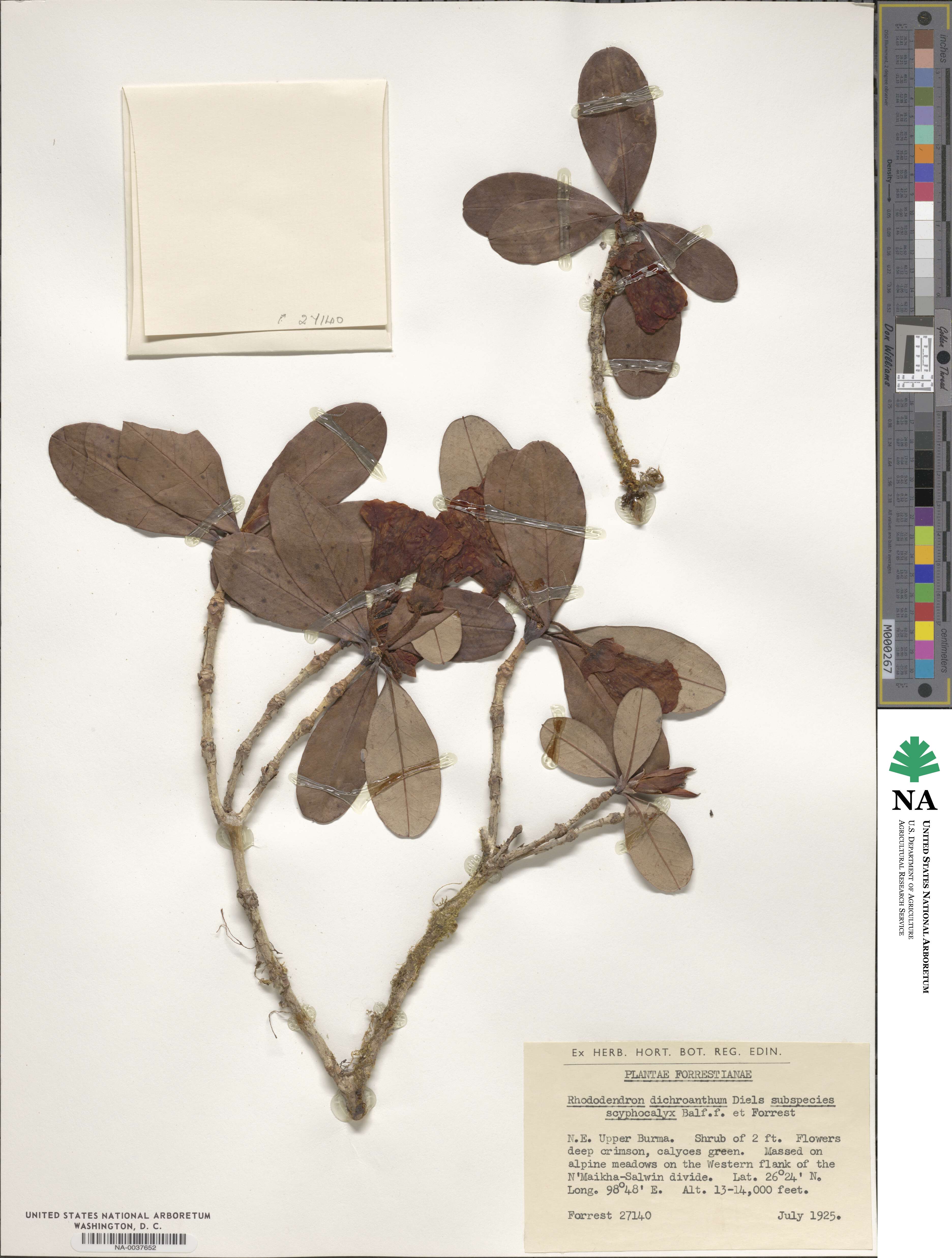 Rhododendron dichroanthum subsp. scyphocalyx image