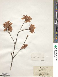 Rhododendron dilatatum image