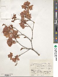 Rhododendron dilatatum image