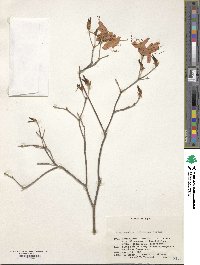 Rhododendron dilatatum image