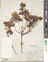 Rhododendron eriocarpum image