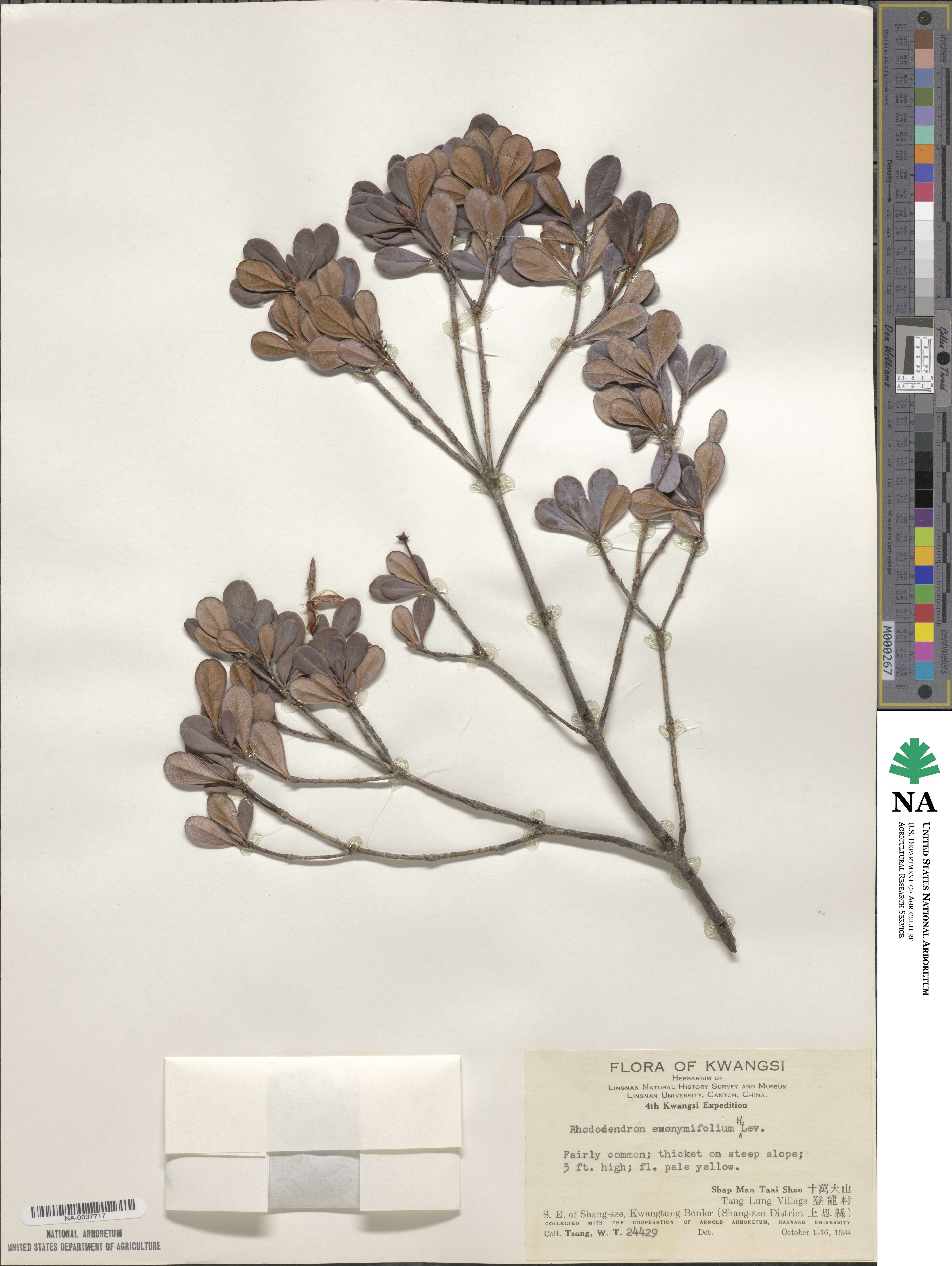 Rhododendron emarginatum image