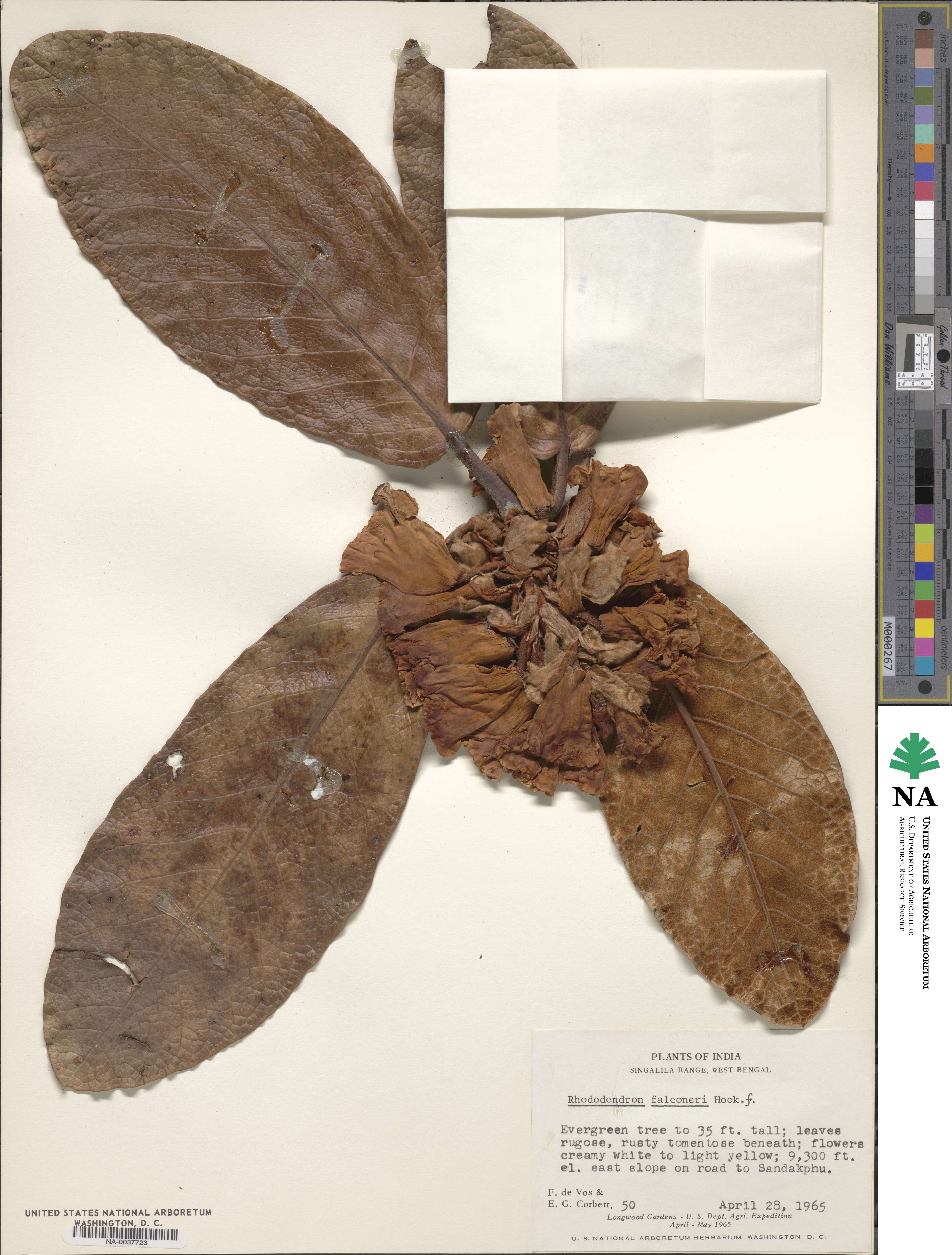 Rhododendron falconeri image