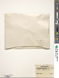 Rhododendron habrotrichum image