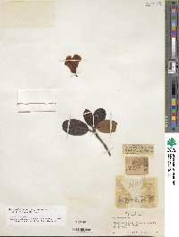 Rhododendron haematodes subsp. chaetomallum image