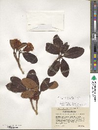 Rhododendron haematodes subsp. chaetomallum image