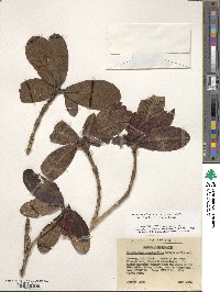 Rhododendron haematodes subsp. chaetomallum image