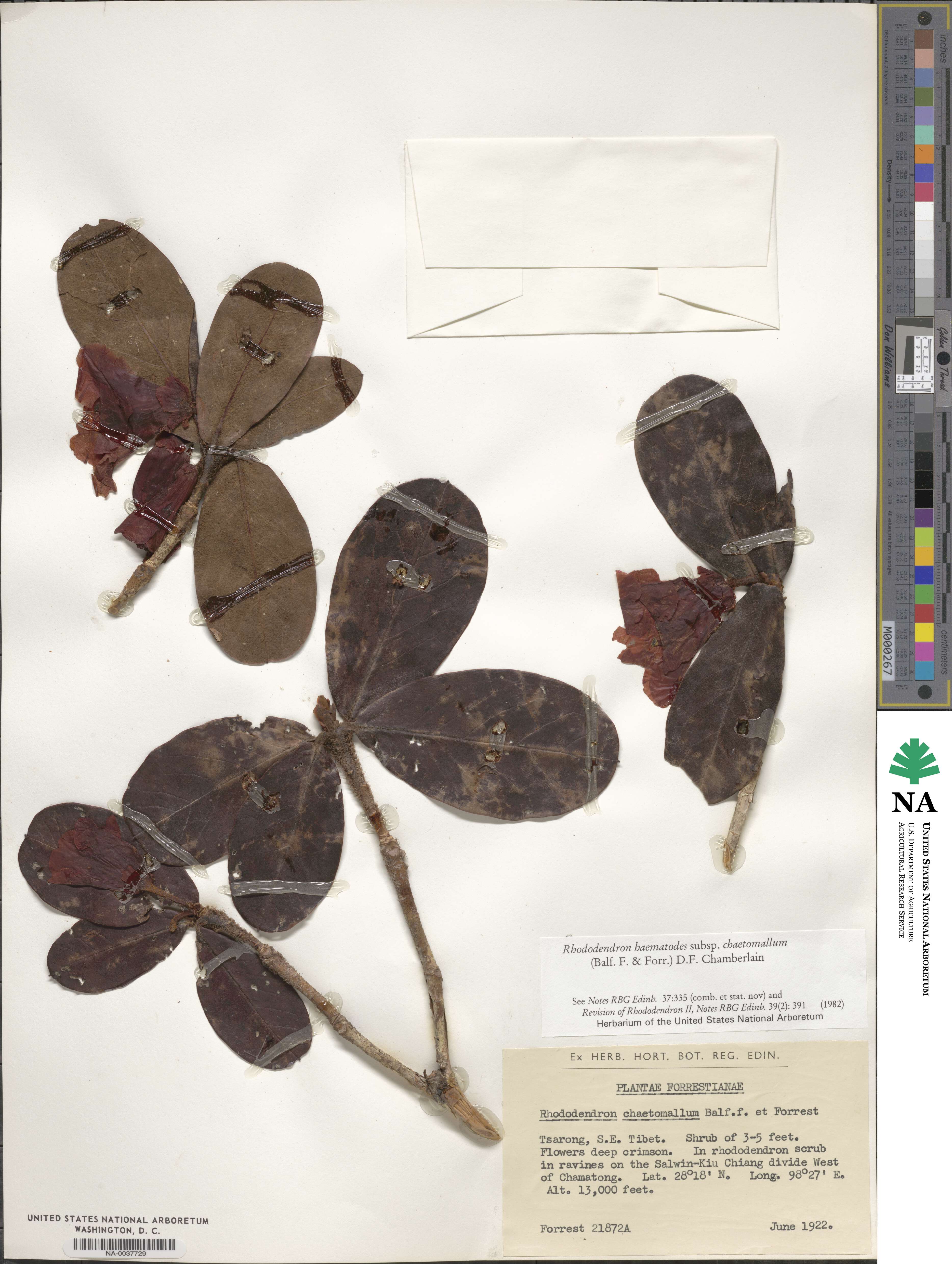 Rhododendron haematodes subsp. chaetomallum image