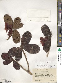 Rhododendron haematodes subsp. chaetomallum image