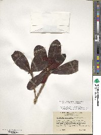 Rhododendron haematodes subsp. chaetomallum image