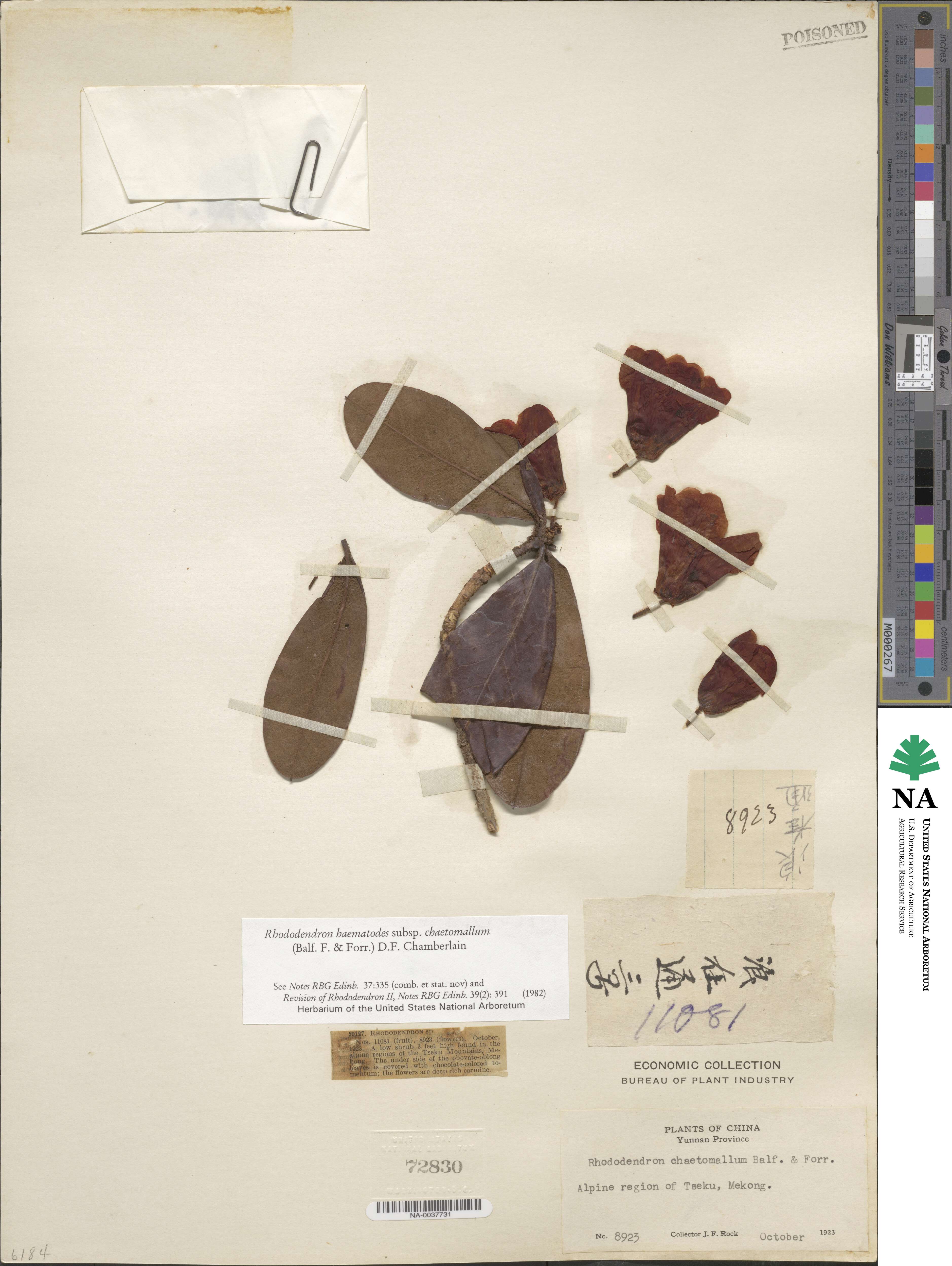 Rhododendron haematodes image