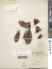 Rhododendron haematodes subsp. chaetomallum image