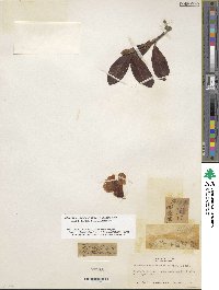 Rhododendron haematodes subsp. chaetomallum image