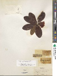 Rhododendron haematodes subsp. chaetomallum image