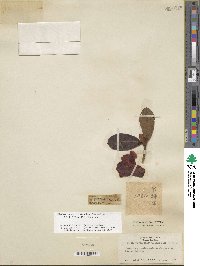 Rhododendron haematodes subsp. chaetomallum image