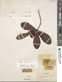 Rhododendron haematodes subsp. chaetomallum image