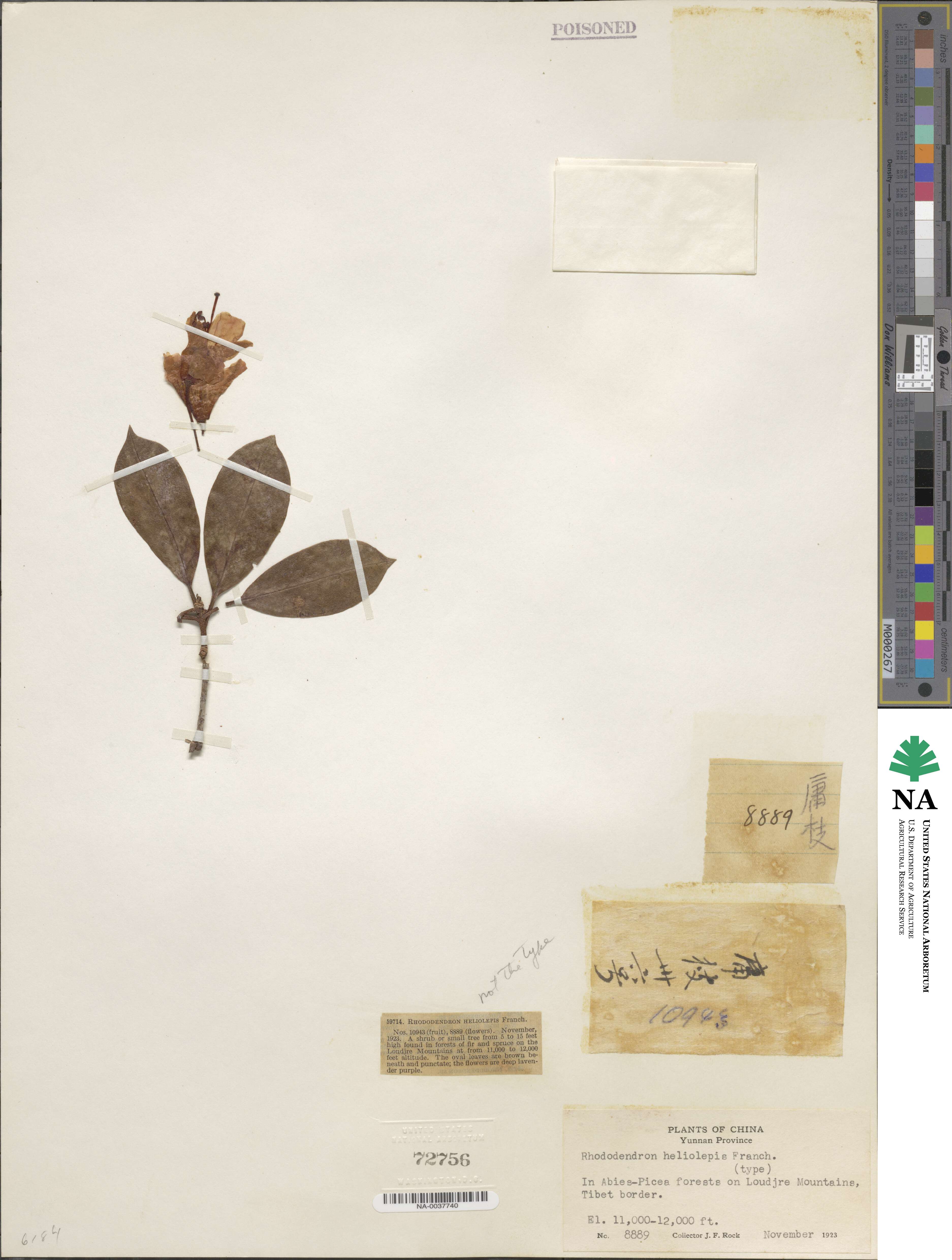 Rhododendron heliolepis image