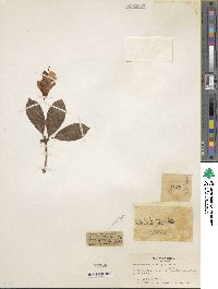 Rhododendron heliolepis image