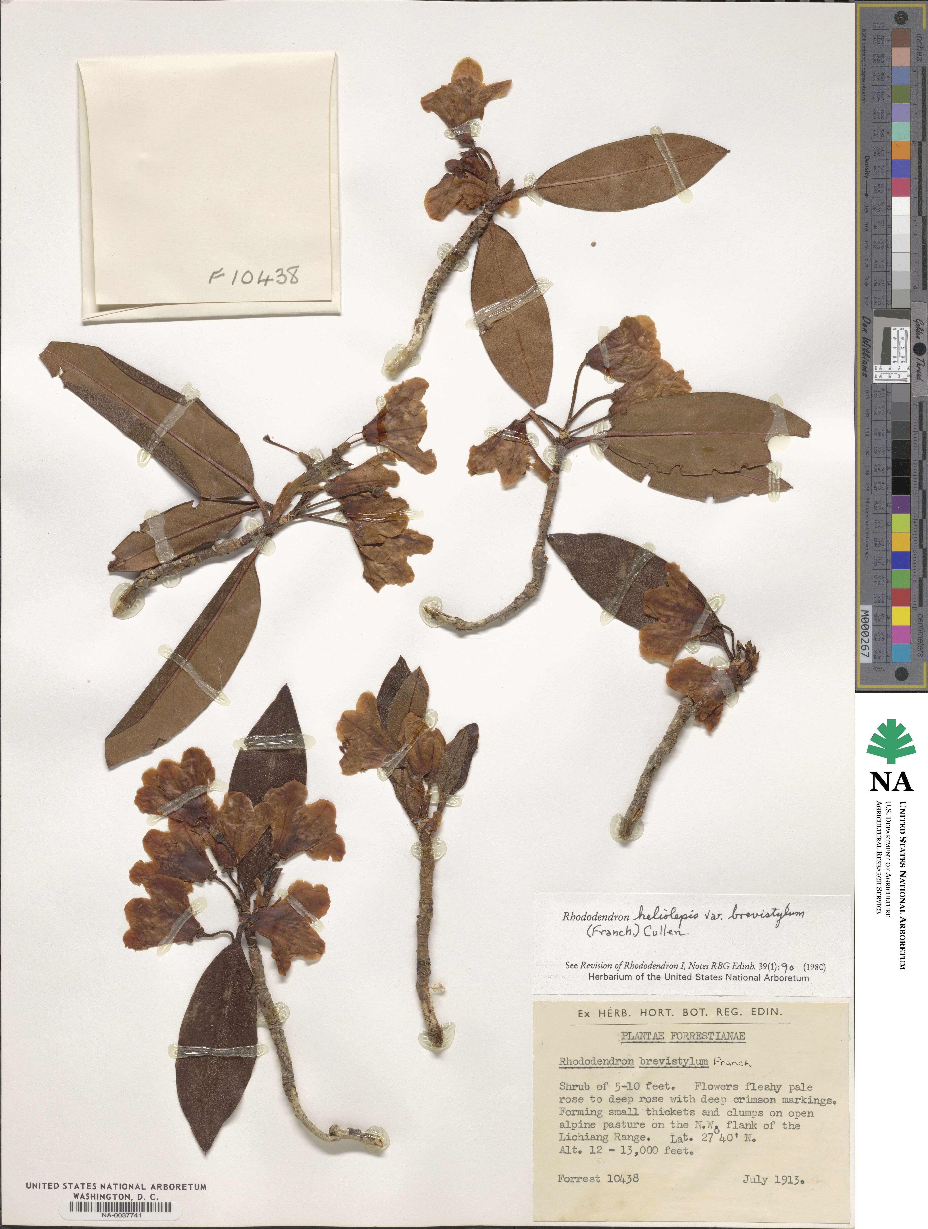 Rhododendron heliolepis image