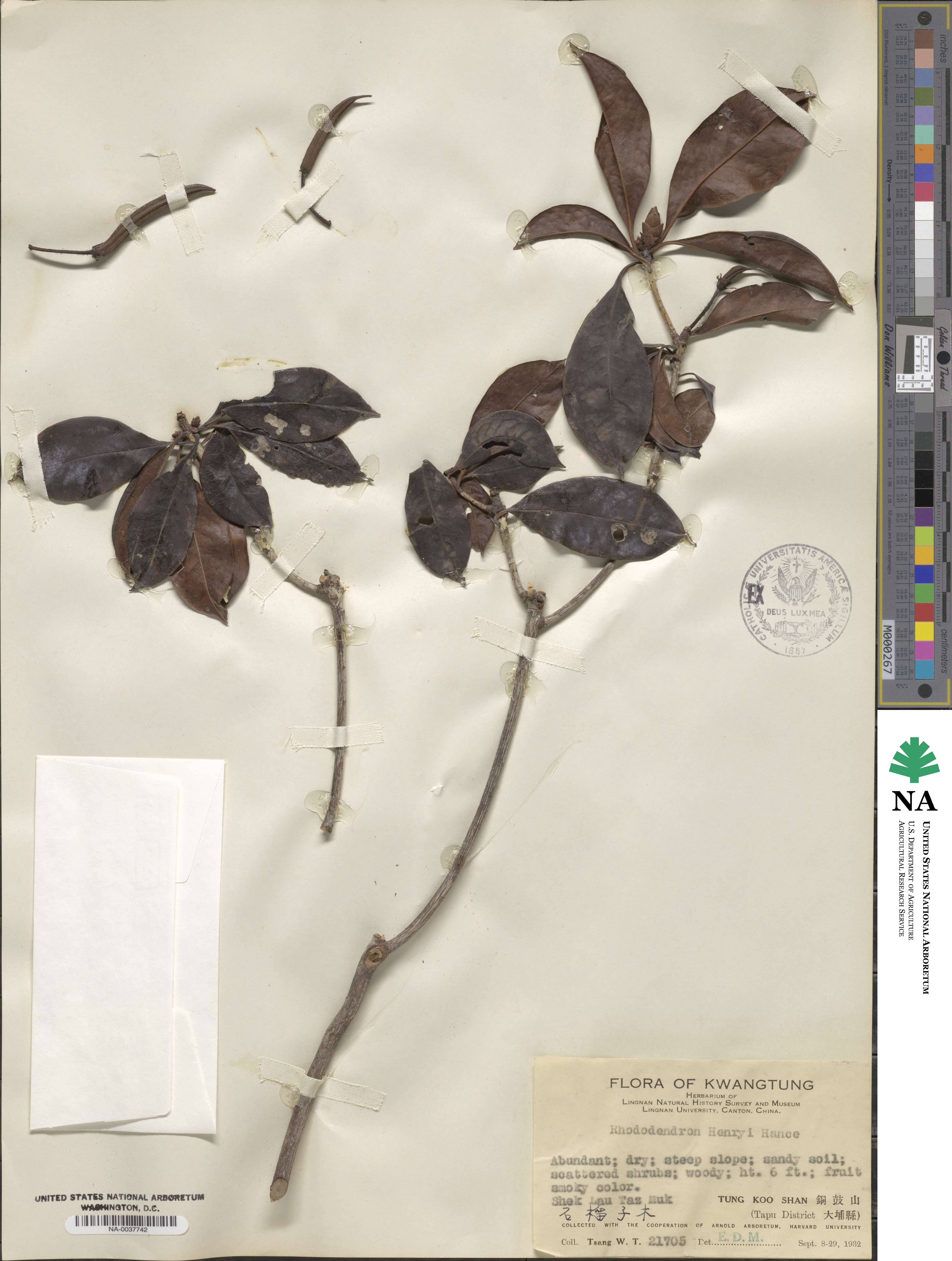Rhododendron henryi image