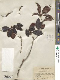 Rhododendron henryi image